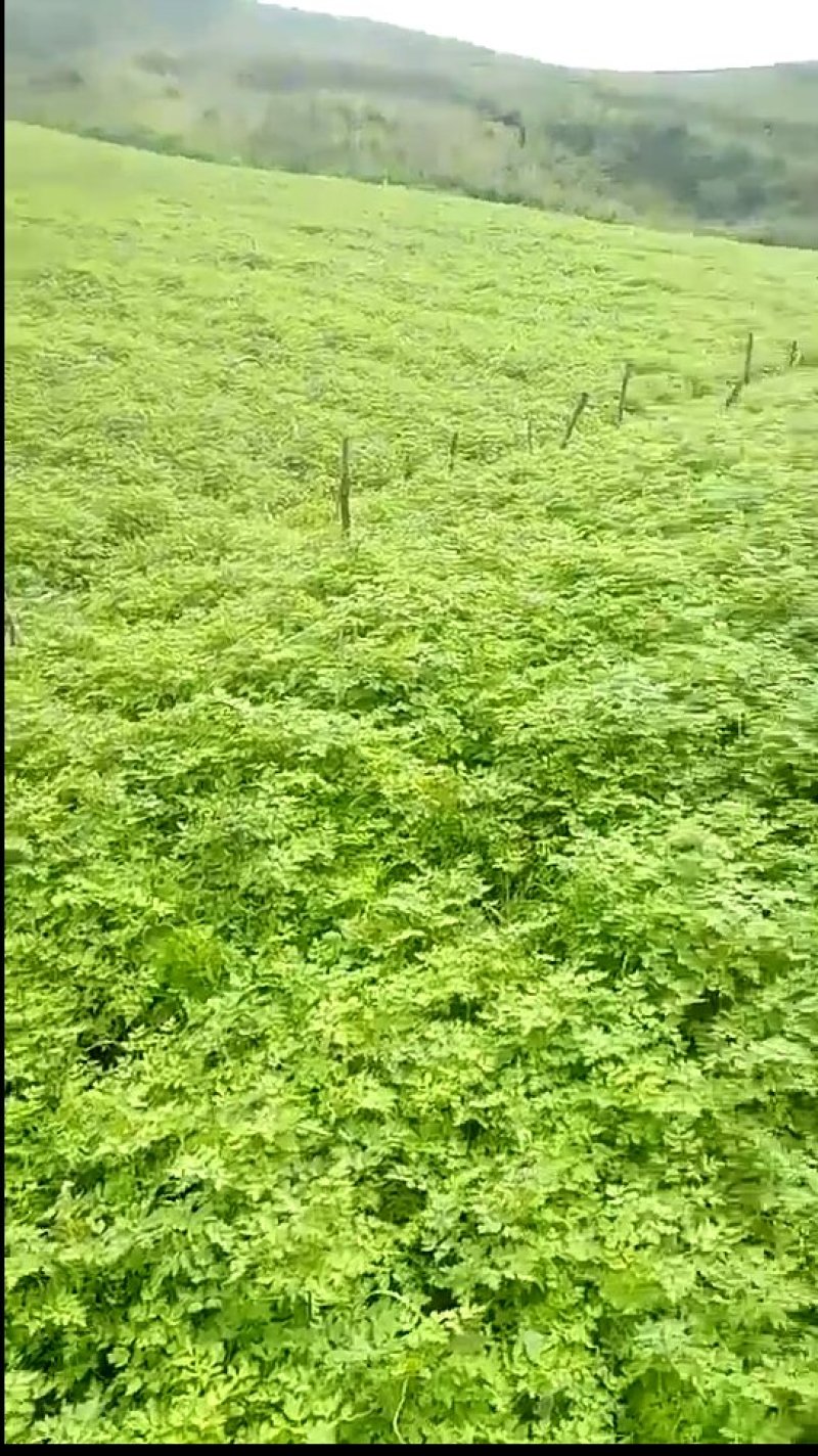 精品当归苗子