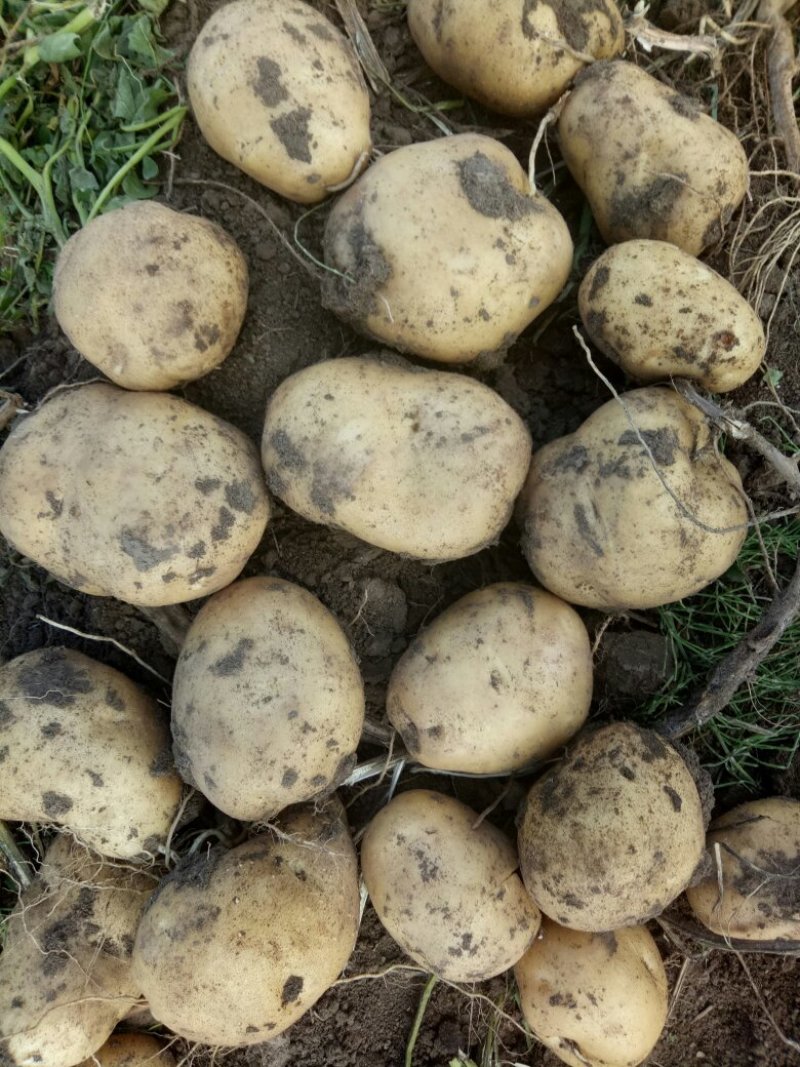 大量出售小土豆淀粉暑