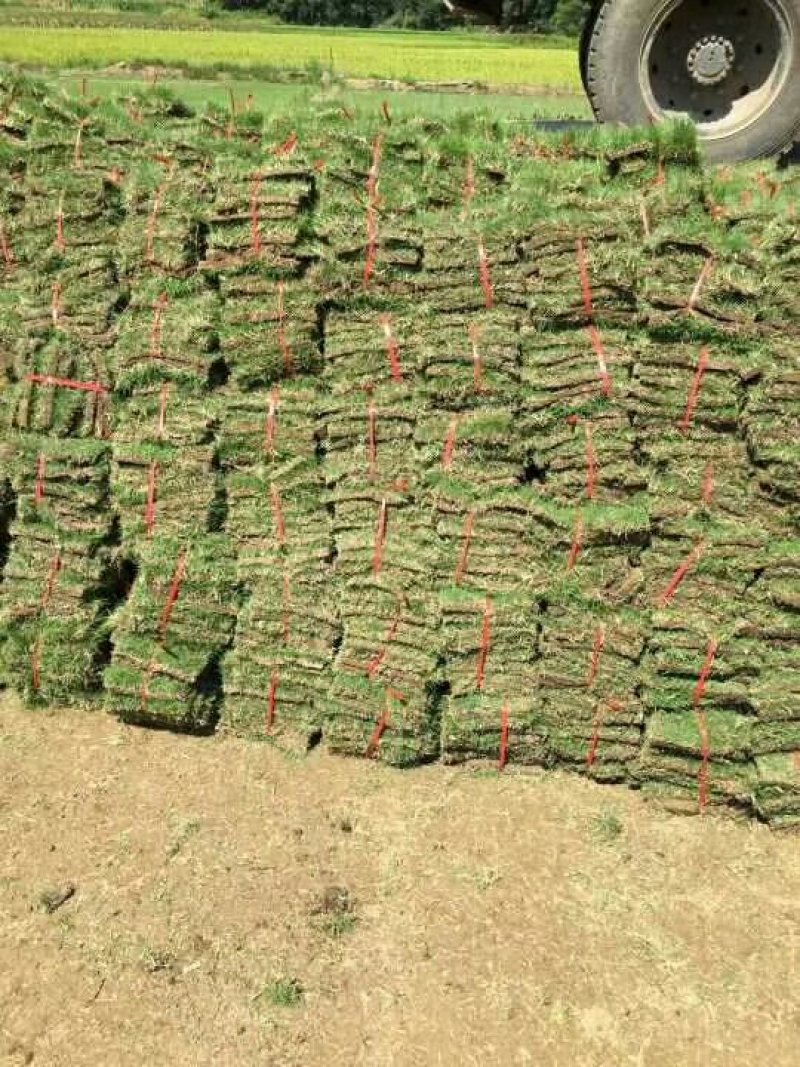 马尼拉草坪承包政府工程产地直销值得信赖