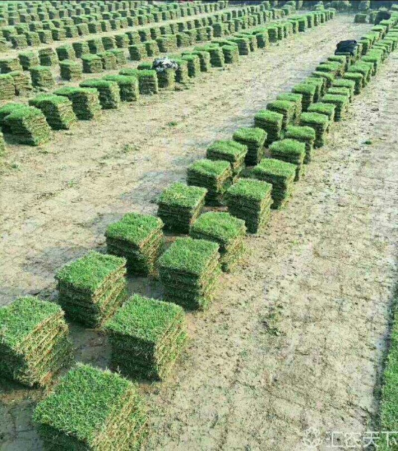 马尼拉草坪承包政府工程产地直销值得信赖