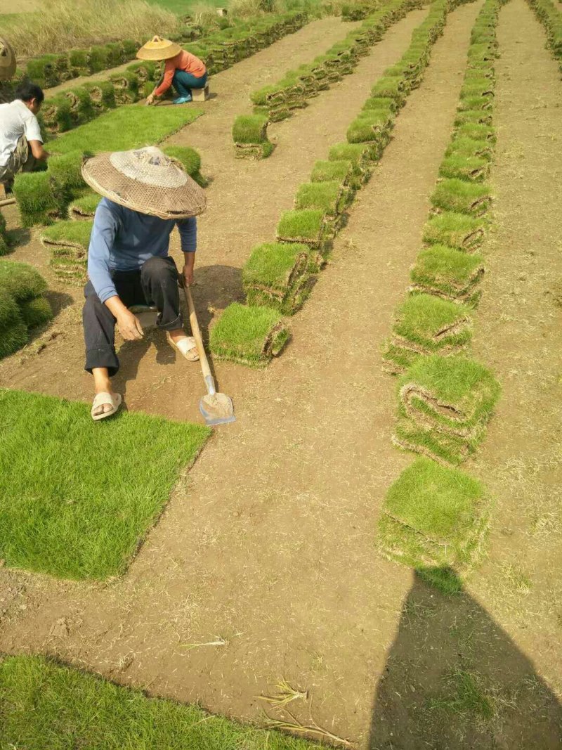 马尼拉草坪承包政府工程产地直销值得信赖