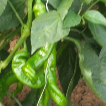 陇椒