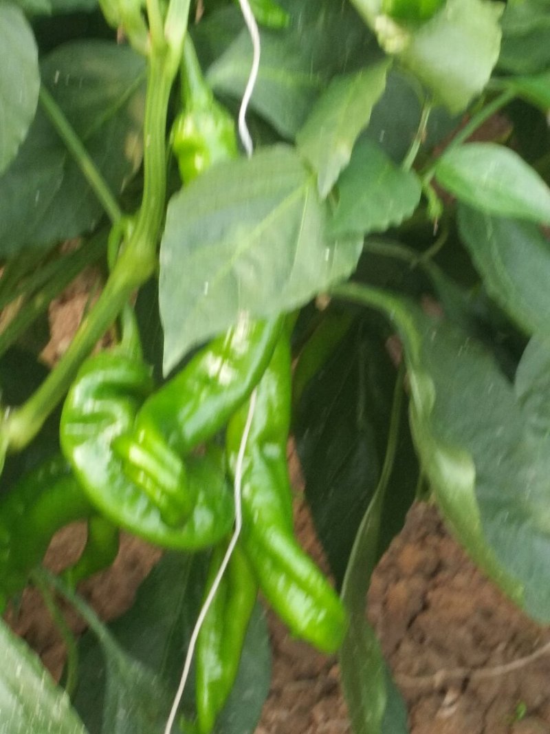 陇椒