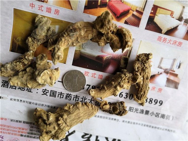 竹节参