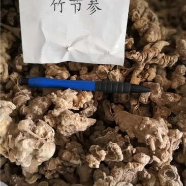 竹节参