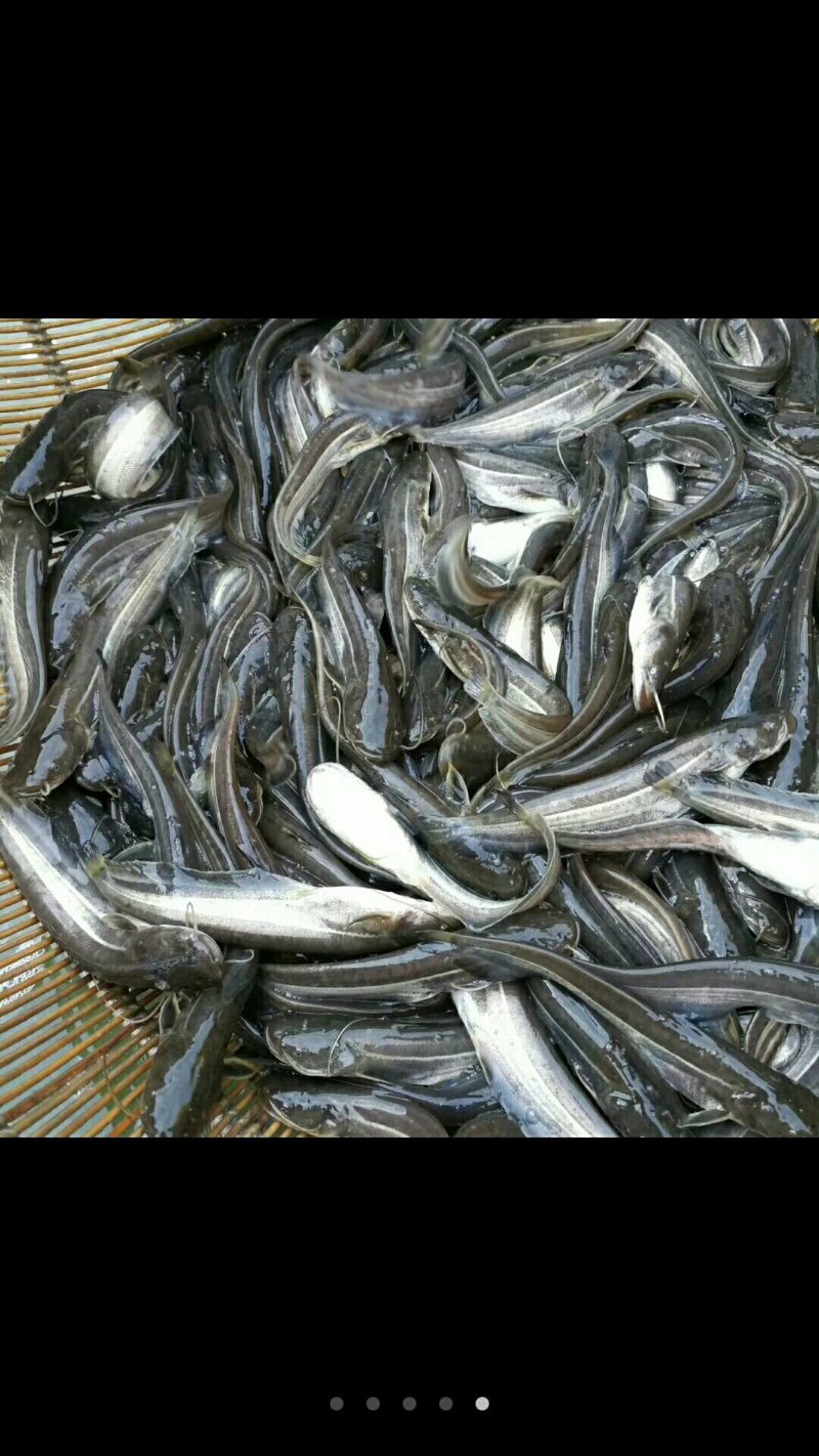 大口鲶鱼苗