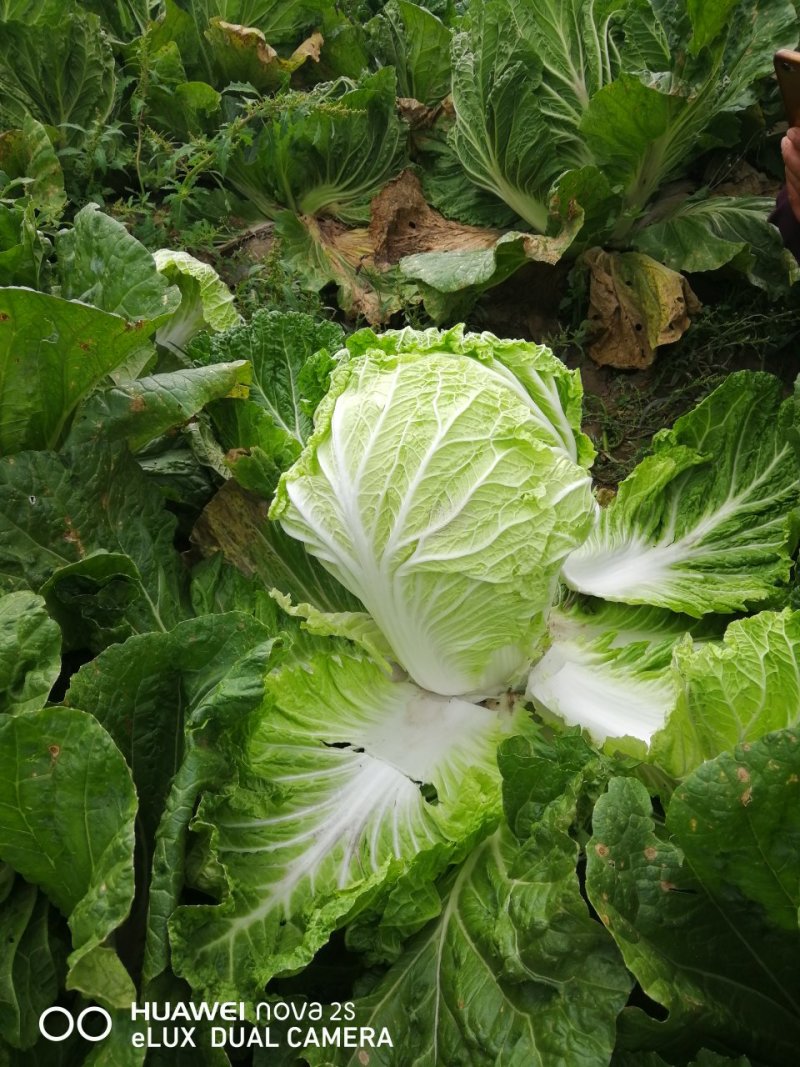 大自菜