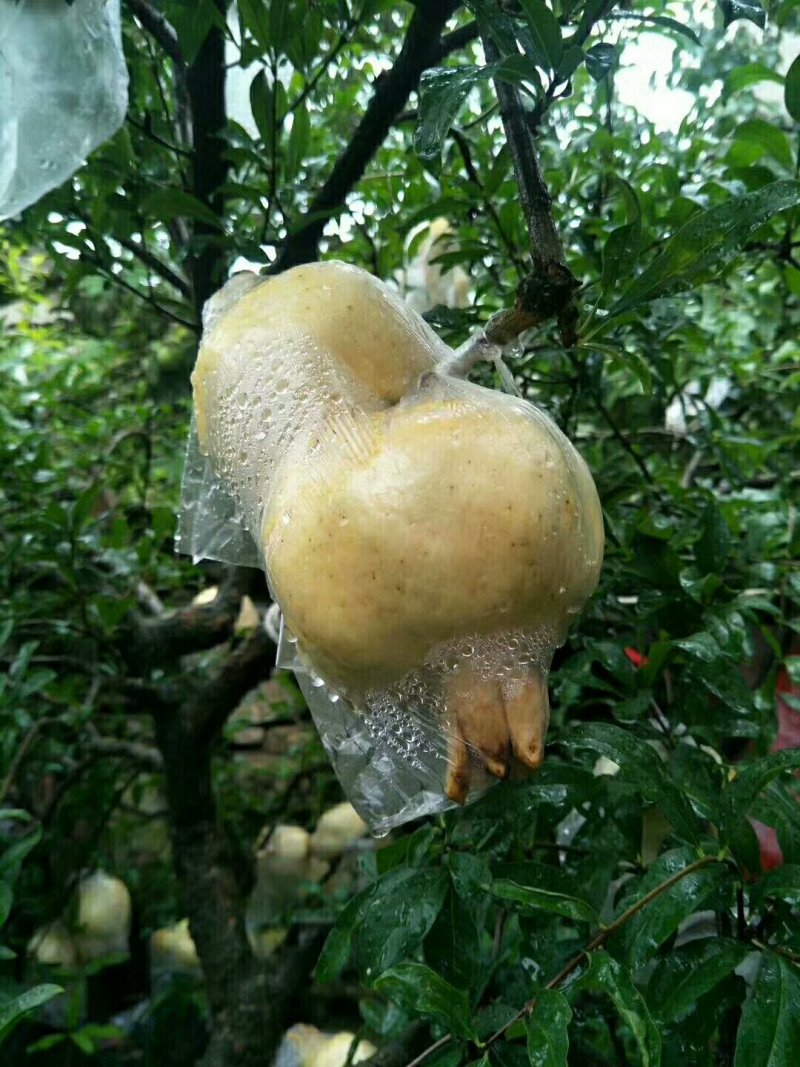 怀远石榴基地