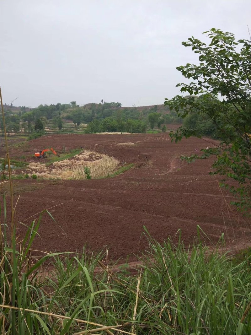 四川仁寿大量土地出租