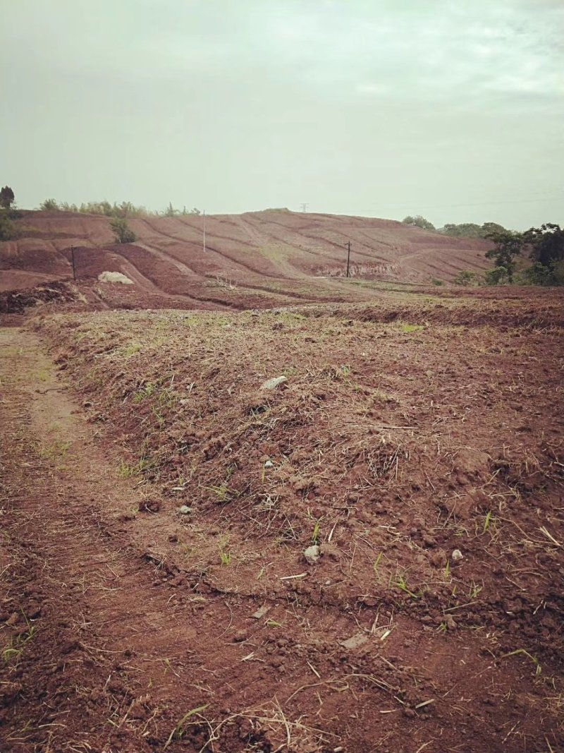 四川仁寿大量土地出租