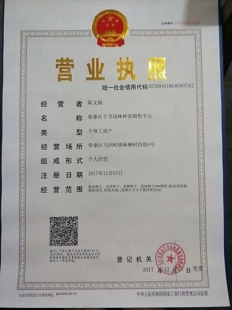 新采毛竹种子四季竹子竹类植物