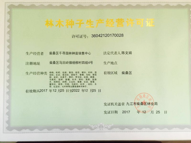新采毛竹种子四季竹子竹类植物