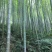 新采毛竹种子四季竹子竹类植物