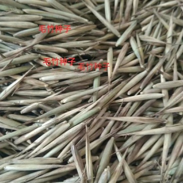 新采毛竹种子四季竹子竹类植物