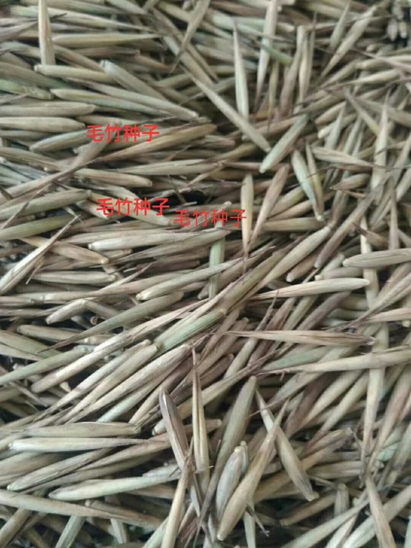 新采毛竹种子四季竹子竹类植物
