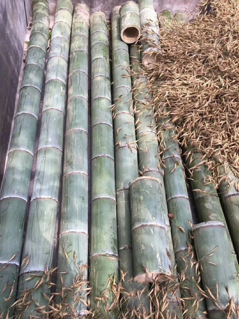 新采毛竹种子四季竹子竹类植物