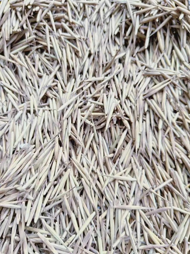 新采毛竹种子四季竹子竹类植物