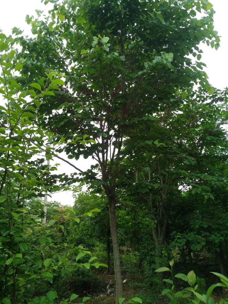 巨紫荆12-15公分大量供应