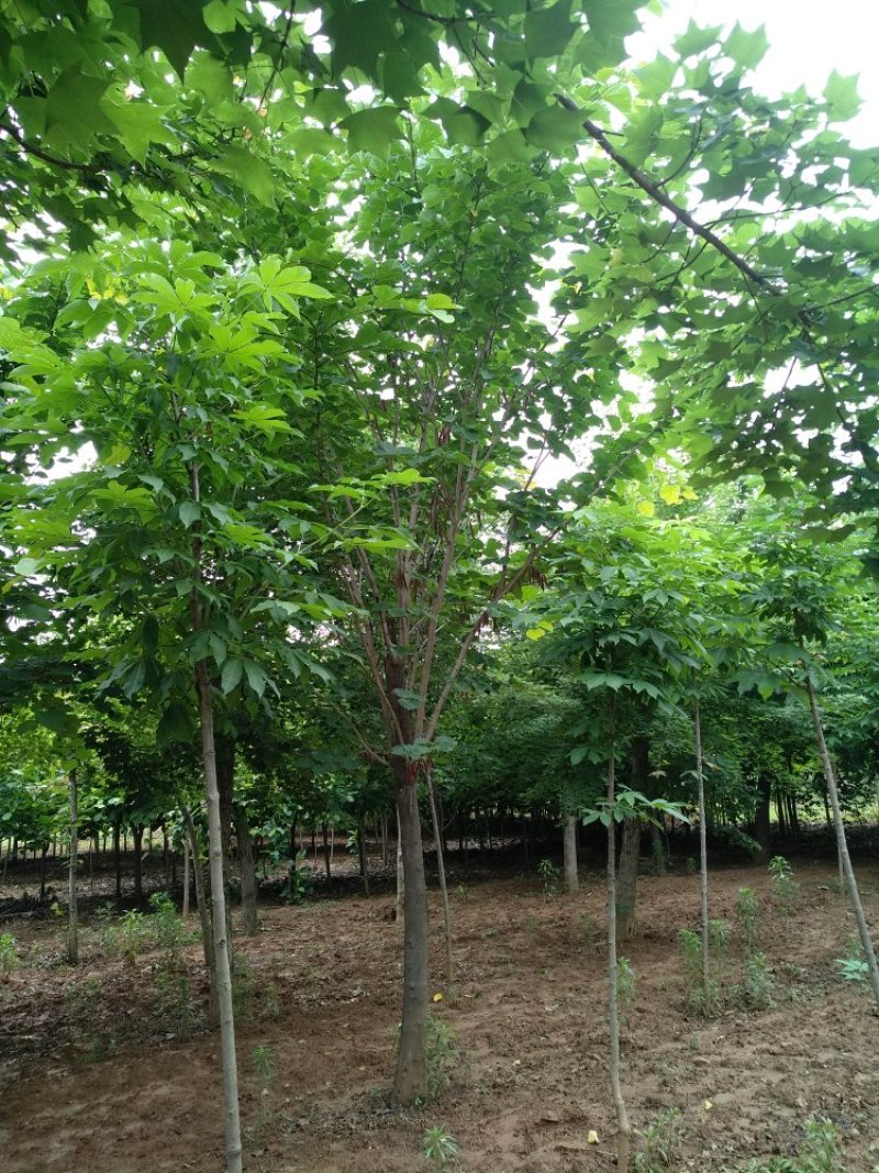 巨紫荆12-15公分大量供应
