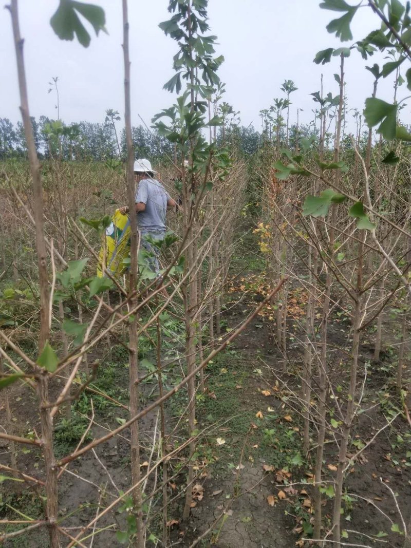 产地直销白果树苗银杏树苗各种规格