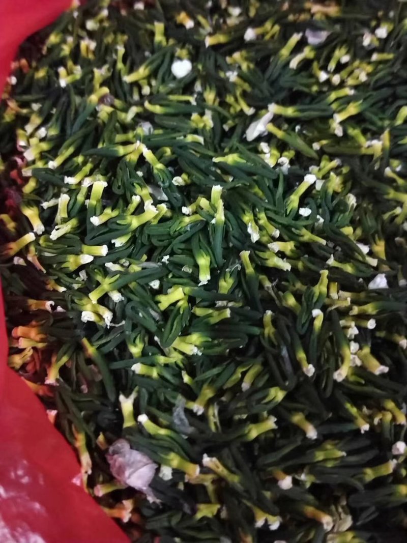 优质莲子干