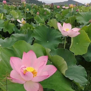 优质莲子干