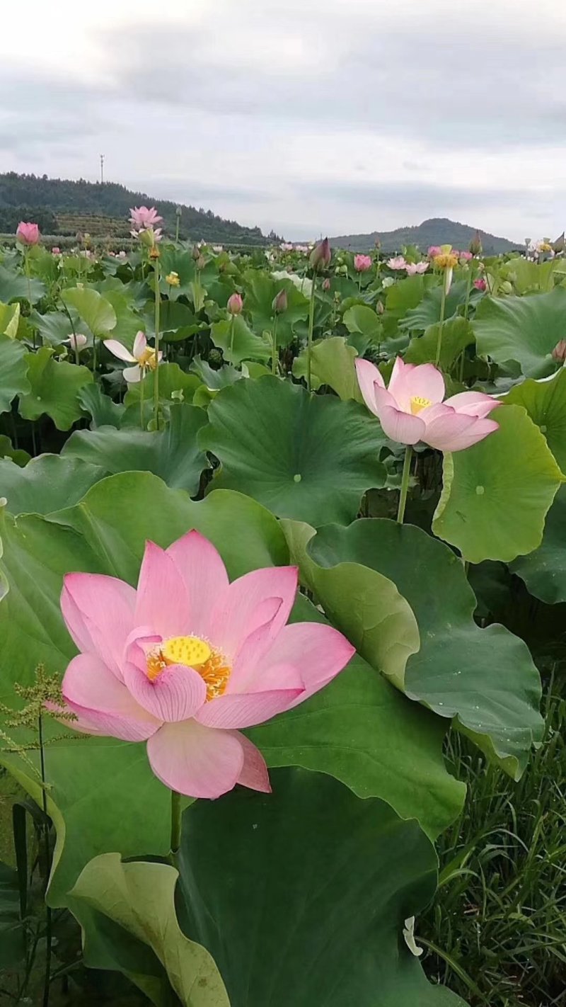 优质莲子干