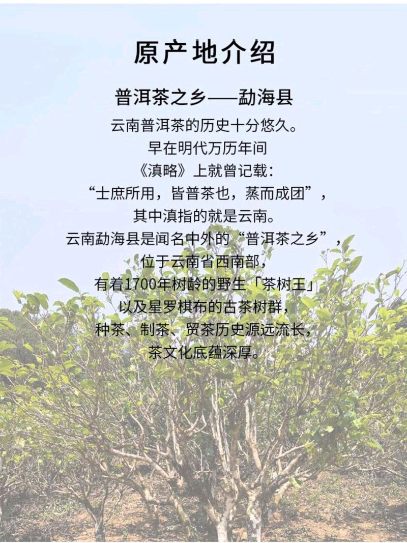 【一件代发】荒山野茶357克/饼普洱茶生茶书声茶包邮