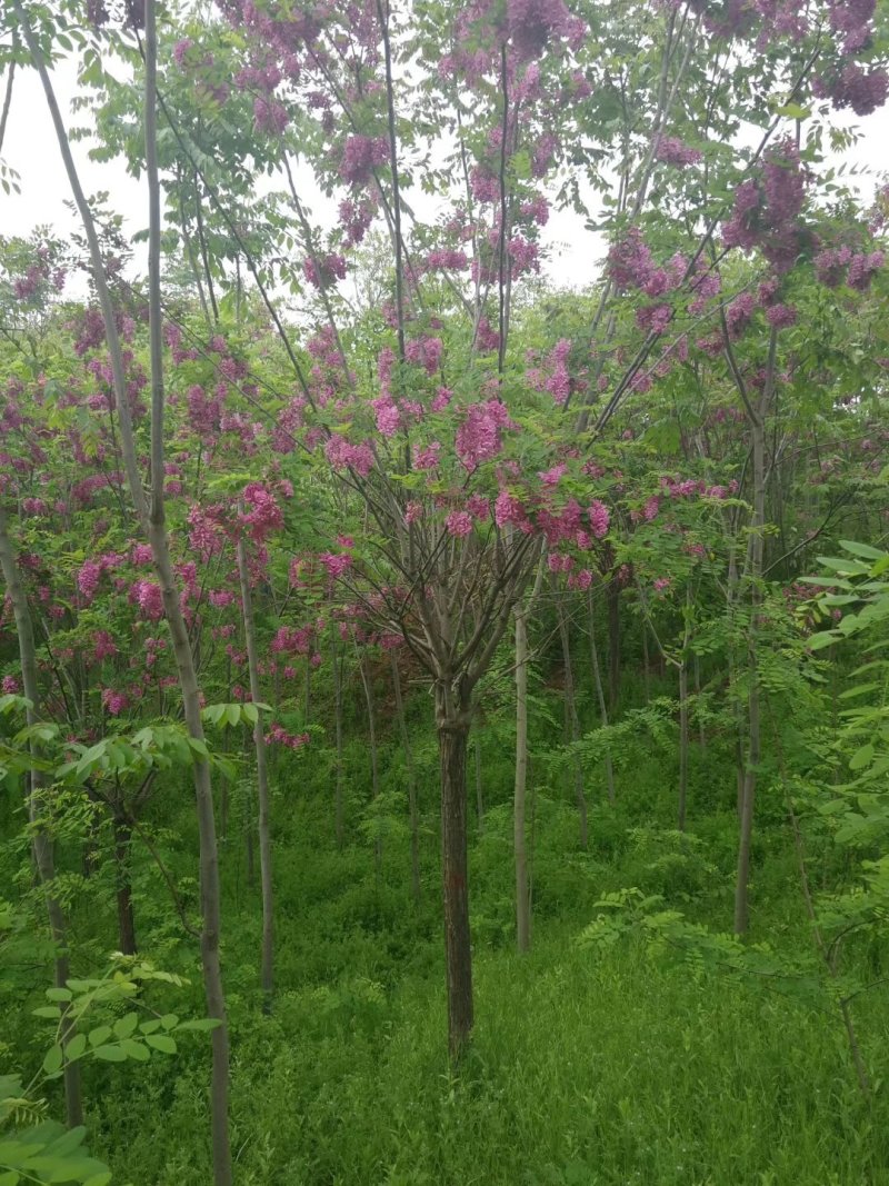 香花槐12-16公分