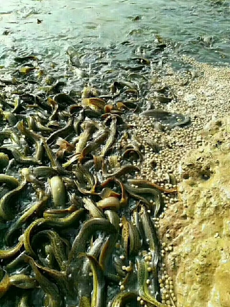台湾泥鳅苗，优质台湾泥鳅种苗