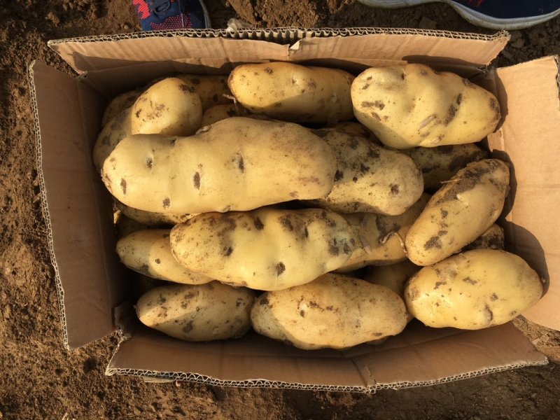 土豆荷兰十五土豆大棚露天冷库土豆可以一件代发希森沃土各种