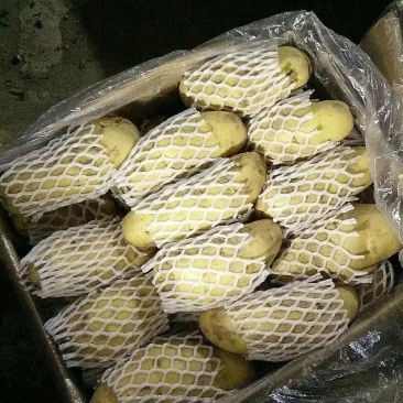 土豆荷兰十五土豆大棚露天冷库土豆可以一件代发希森沃土各种
