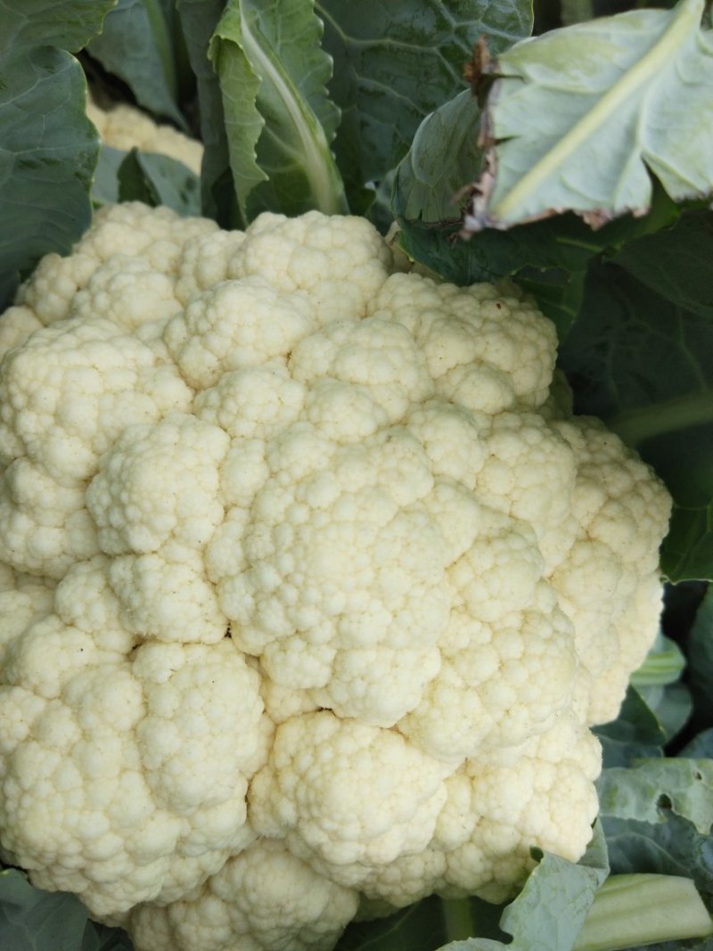 白雪菜花精品