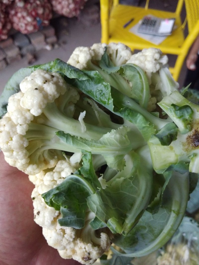 白雪菜花精品