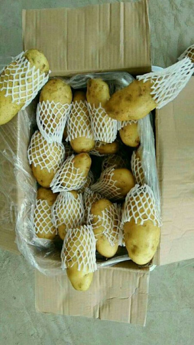 土豆荷兰十五土豆黄心土豆大量供应希森6沃土实验一坤元土豆