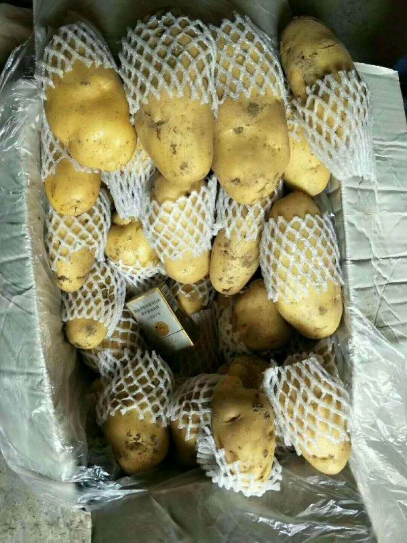 土豆荷兰十五土豆黄心土豆大量供应希森6沃土实验一坤元土豆