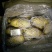 土豆荷兰十五土豆黄心土豆大量供应希森6沃土实验一坤元土豆