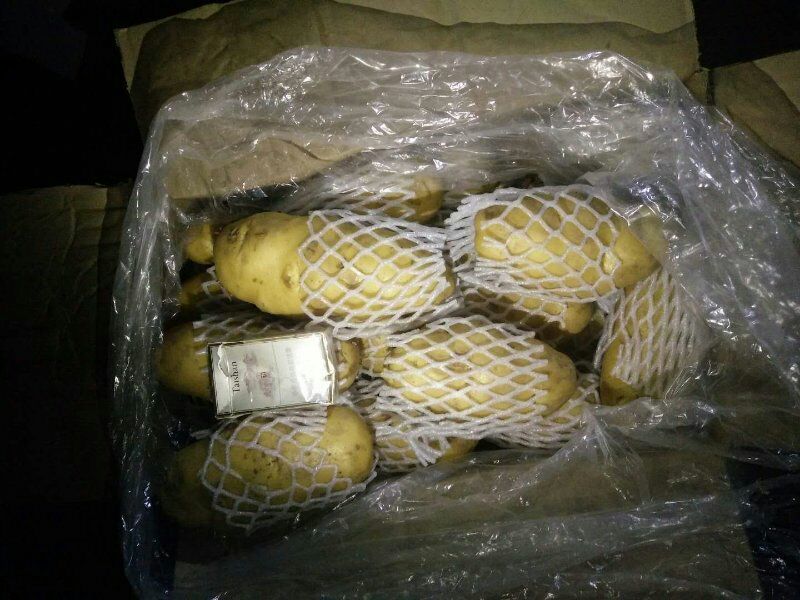 土豆荷兰十五土豆黄心土豆大量供应希森6沃土实验一坤元土豆