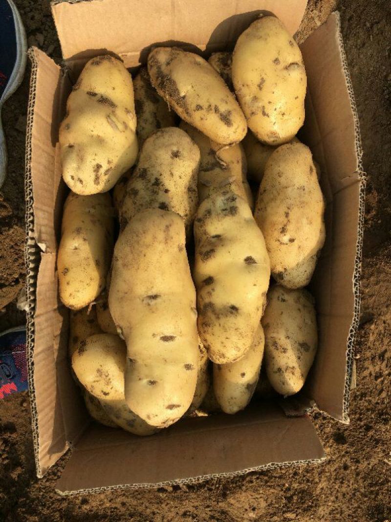 土豆荷兰十五土豆黄心土豆大量供应希森6沃土实验一坤元土豆