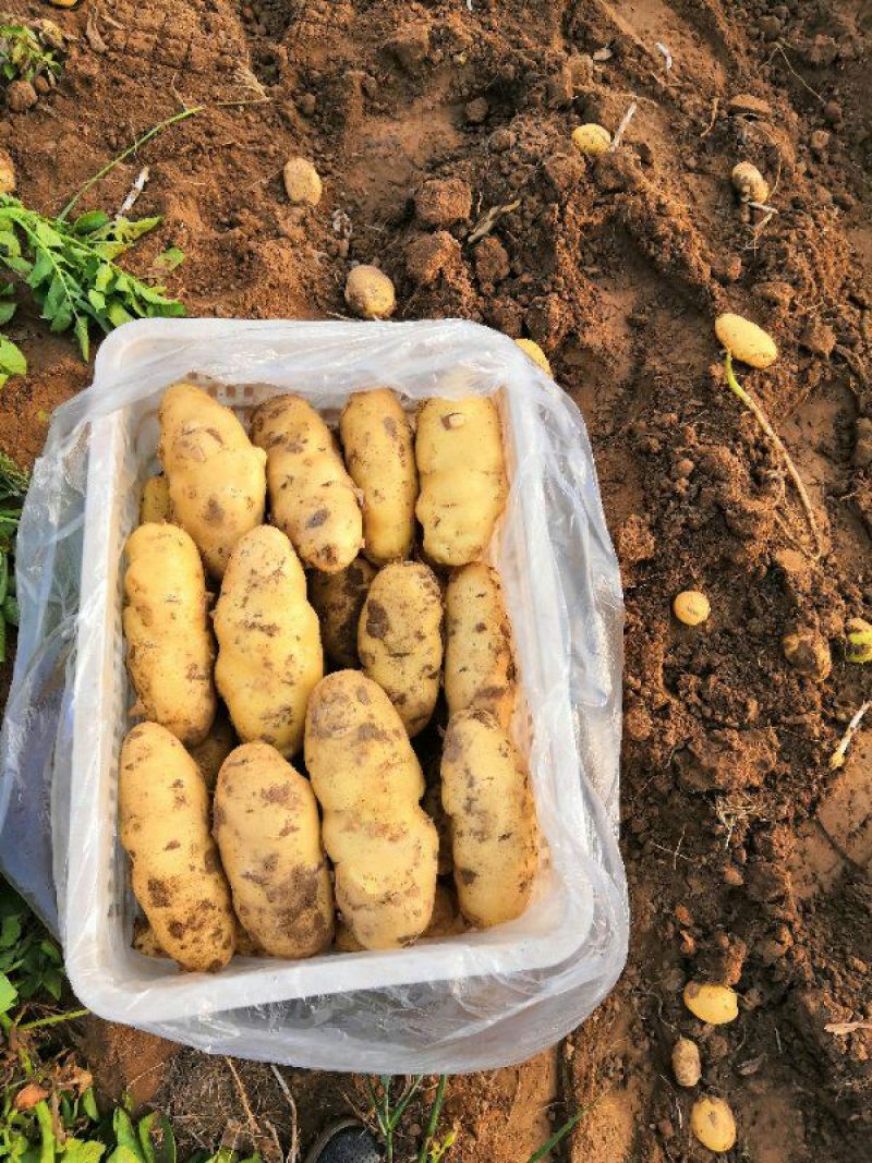 土豆荷兰十五土豆黄心土豆大量供应希森6沃土实验一坤元土豆