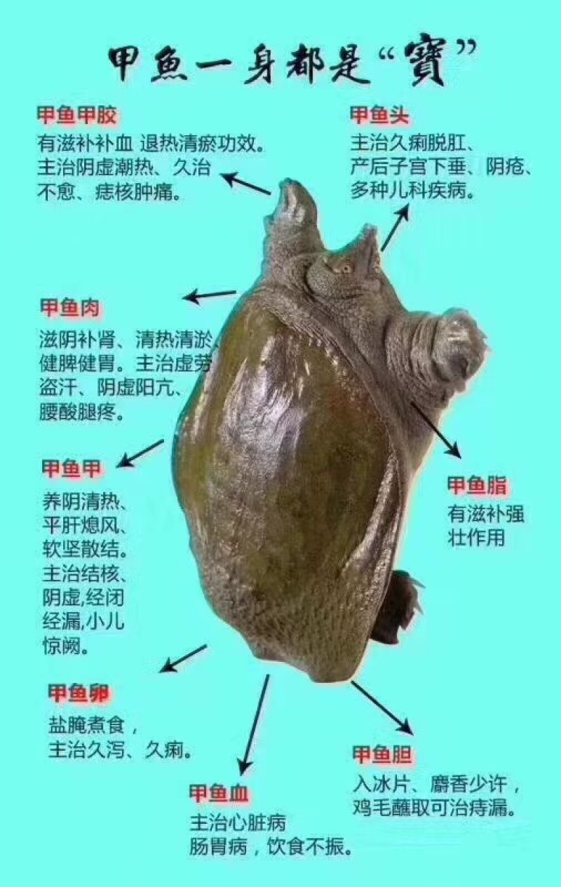 甲鱼