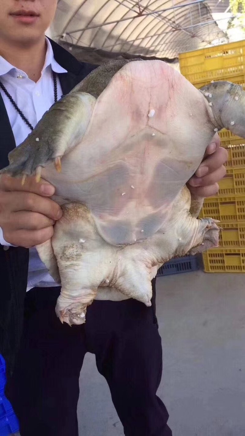 甲鱼