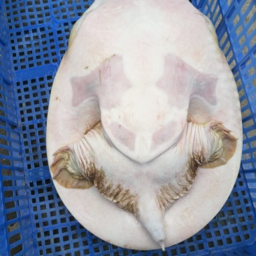 甲鱼