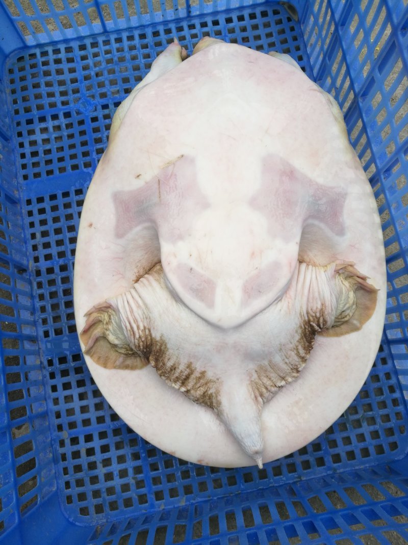 甲鱼