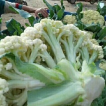 白面青梗，有机花菜精品