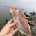 红三鱼干
