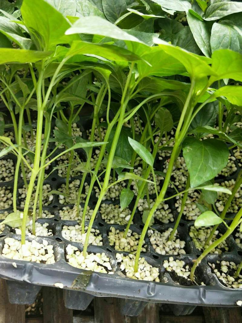 热销日本大果高产型尖椒种苗（精品大果）一级苗加种植技术支