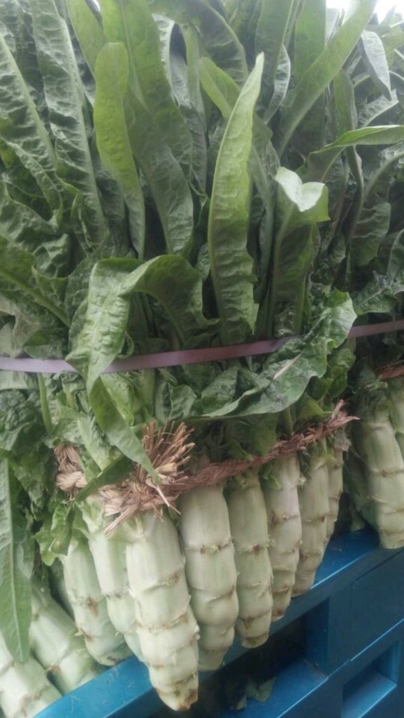 三青莴苣，红尖叶香莴笋，产地直销，青皮青肉，保质保量