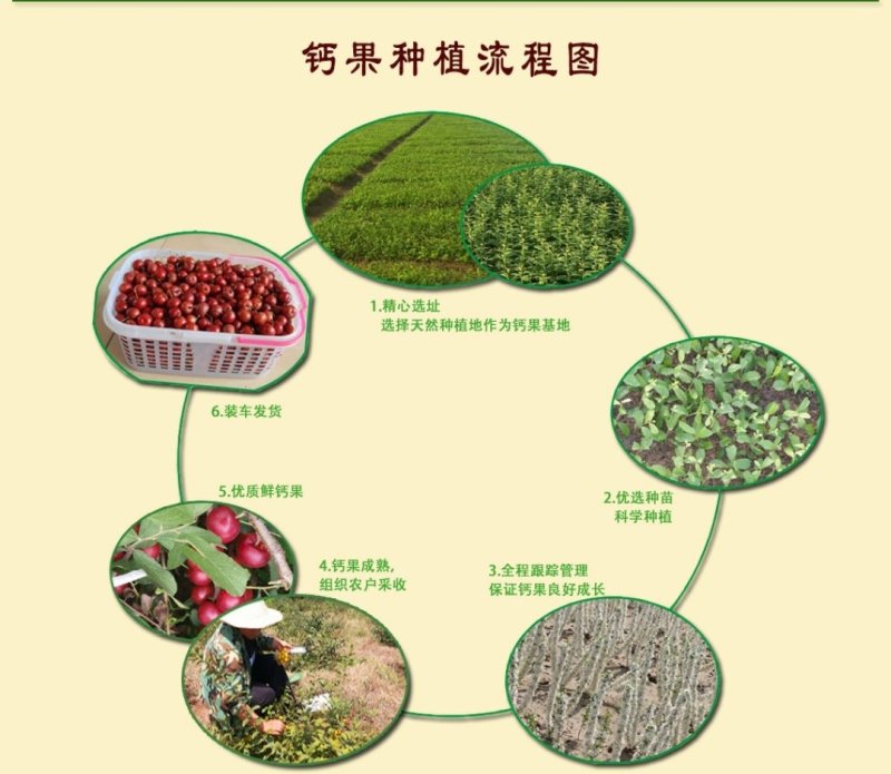 欧李钙果苗（河北农大钙果苗）一手货源基地直销当年结果
