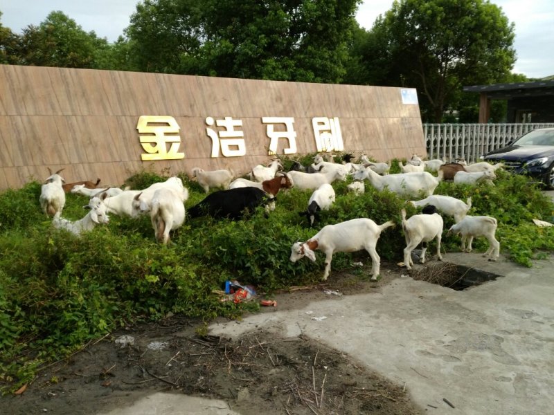 波尔山羊